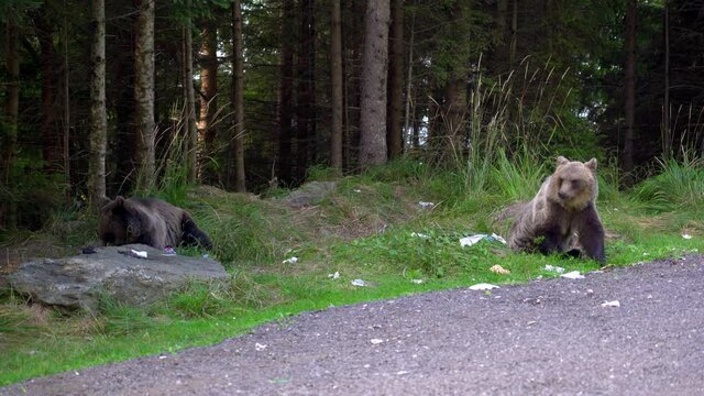 Brown Bears Along The Transfăgărășan, Romania