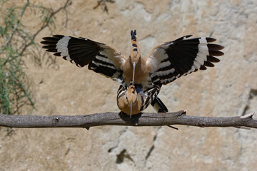 Mating of Eurasian Hoopoe (Upupa epops) 