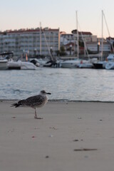 seagulls on the beach