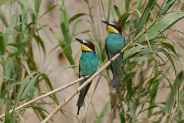 Couple of European Bee-eaters (Merops apiaster) perched on a branch