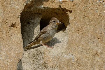 Rock Sparrow (Petronia petronia) at the entrance of its nest