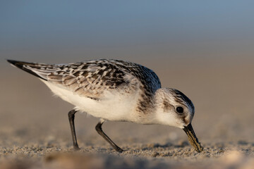 Waders or shorebirds,  sanderling on the beach