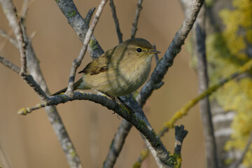 Common Chiffchaff (Phylloscopus collybita) resting on a branch