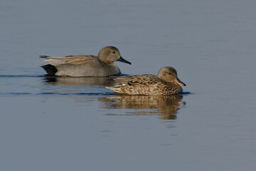 A couple of gadwalls (Anas strepera) swimming on a lake
