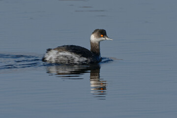 Black-necked Grebe (Podiceps nigricollis) in winter plumage swimming on the water