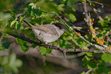 Male Eurasian Blackcap (Sylvia atricapilla) perched on a branch
