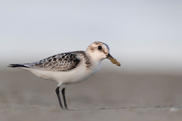 Waders or shorebirds,  sanderling on the beach