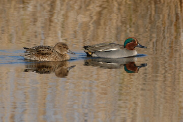 A couple of Eurasian Teals (Anas crecca) swimming on a lake