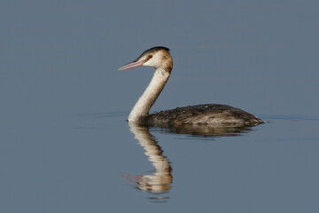 Great Crested Grebe (Podiceps cristatus) reflecting on the water