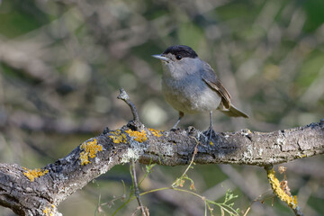 Male Eurasian Blackcap (Sylvia atricapilla) perched on a branch
