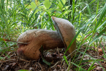 LURID BOLETE . Suillellus luridus . Netzstieliger Hexenröhrling . 