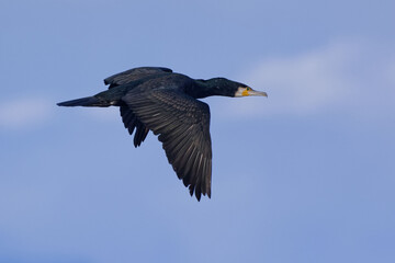 Great Cormorant (Phalacrocorax carbo) flying in the blue sky