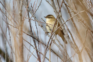 Sedge Warbler (Acrocephalus schoenobaenus) perched on a branch