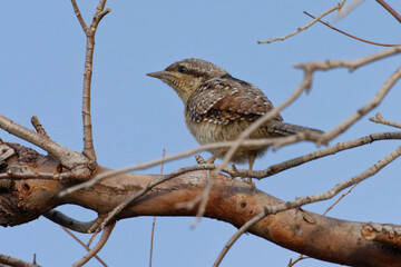 Eurasian Wryneck (Jynx torquilla) perched on a branch