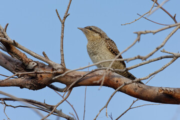 Eurasian Wryneck (Jynx torquilla) perched on a branch