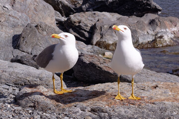 A couple of Yellow-legged Gulls (Larus michahellis) 