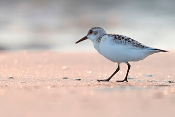 Waders or shorebirds,  sanderling on the beach