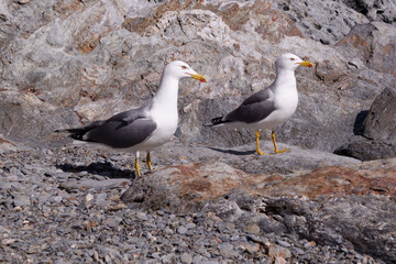 A couple of Yellow-legged Gulls (Larus michahellis) 
