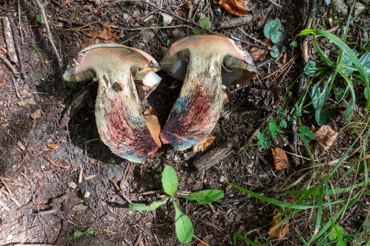 LURID BOLETE . Suillellus luridus . Netzstieliger Hexenr&ouml;hrling . 