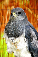 Chilean Eagle Black Chested Buzzard
