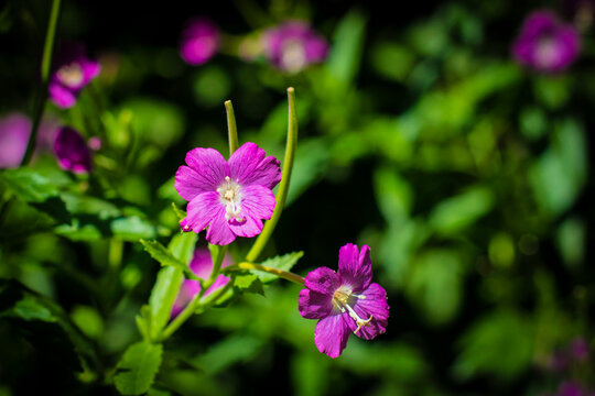 A beautiful summer close up image of the great willowherb (Epilobium hirsutum) - a violet flower belonging to the willowherb genus Epilobium in the family Onagraceae. with copy space