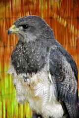 Chilean Eagle Black Chested Buzzard Eagle