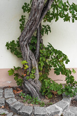 Rebenstock an einer Hausmauer in Traismauer