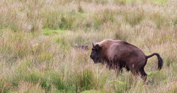 European bison, Bison bonasus, defecating, going to toilet on grasslands.