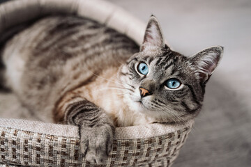 Fototapeta na wymiar beautiful striped cream cat with blue eyes lies on the bed with his paw thrown over. animal close-up portrait