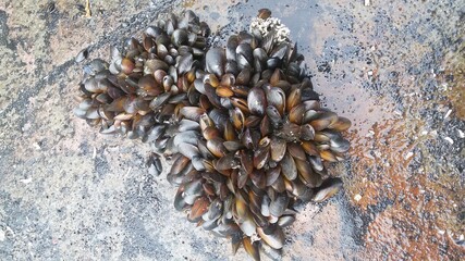 mussels on the ship's hull