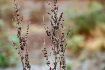 grass in the morning