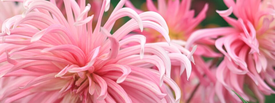 Dahlia flower. Close view of a pink flower dahlia in the garden. Floral beautiful banner.