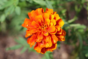 雨上がりのマリーゴールド