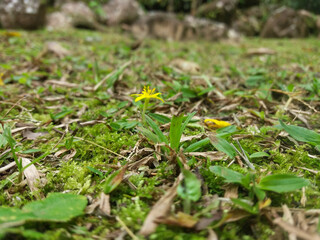 grass green nature little flower
