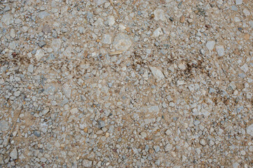 
Wallpaper of a concrete floor with ants walking in a long line.