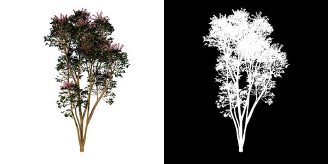 Front view tree (Adolescent Australia umbrella tree 1) white background alpha png 3D Rendering Ilustracion 3D 