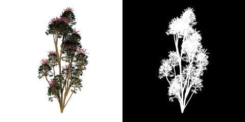 Front view tree (Australia umbrella tree 1) white background alpha png 3D Rendering Ilustracion 3D 