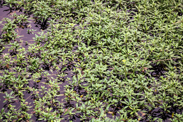 plants growing on a pond 