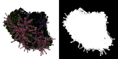 Top view tree (Adolescent Australia umbrella tree 2) white background alpha png 3D Rendering Ilustracion 3D 