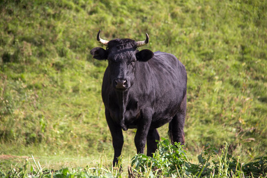 Black bull looking sternly at the camera against the background of a green meadow. 2021 year of the bull.
