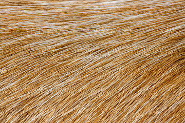 Reddish brown animal fur background