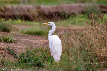 great white heron