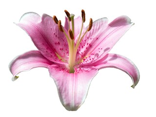 Naklejka premium pink lily flower