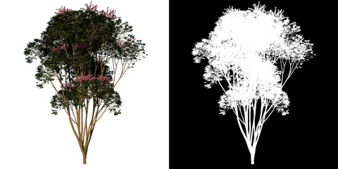 Front view tree (Australia umbrella tree 3) white background alpha png 3D Rendering Ilustracion 3D 