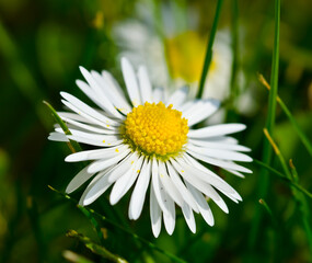 Obraz premium daisy flower