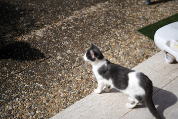 black and white cat