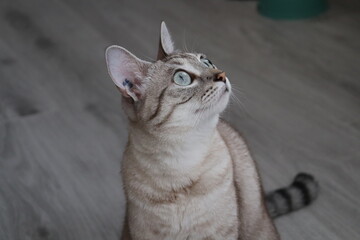 Chat tigré clair, yeux bleus/verts