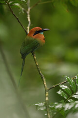 Obraz premium Broad-billed motmot perched on branch
