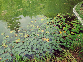 Water lilies on quiet pond