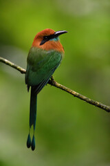 Broad-billed motmot perched on branch